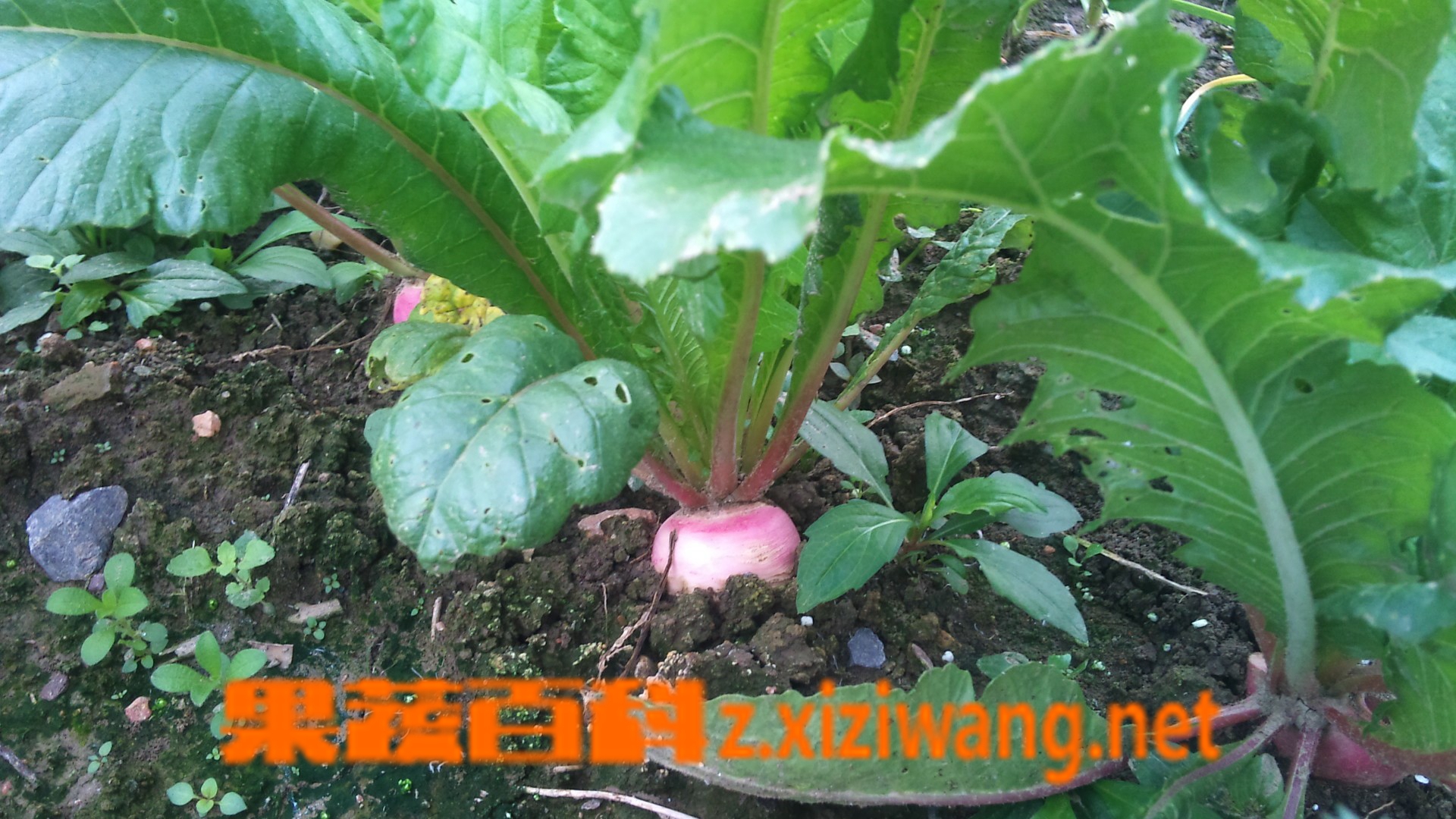 各种萝卜的营养价值 萝卜赛人参