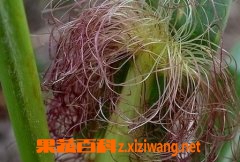 玉米须煮水的功效