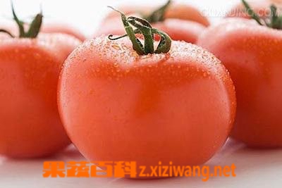 香蕉番茄栽培法技巧和注意事项