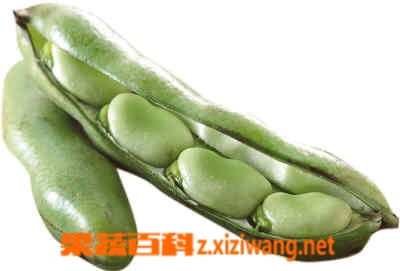 蚕豆冷冻方法