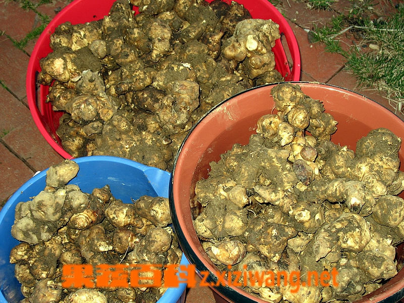 腌制洋姜的原料和步骤