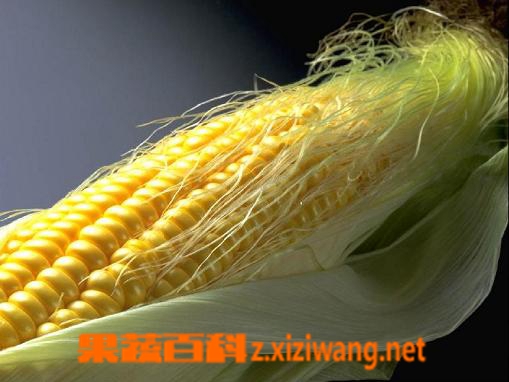 玉米须的药用价值