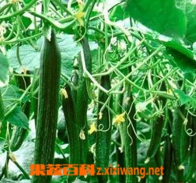 黄瓜的营养价值和功效作用