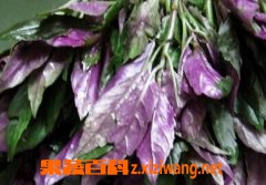 紫背菜药用价值和功效