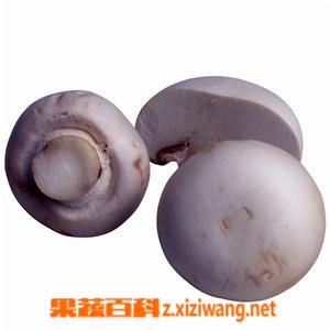 口蘑的营养价值和保健营养
