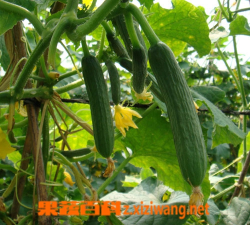 青瓜种类
