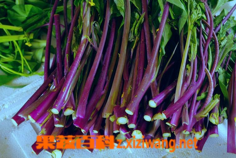 红菜苔的做法步骤 红菜苔怎么做好吃