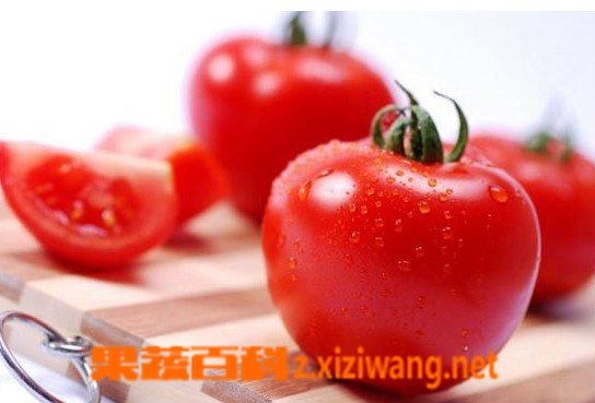 西红柿的作用 西红柿贮存要领和烹煮知识