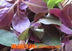 补血菜的功效和作用