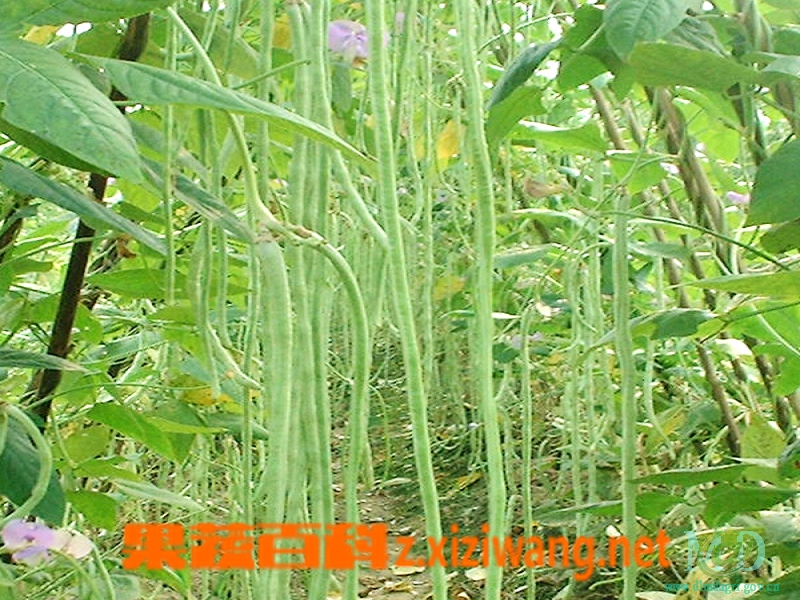 阳台如何种植豇豆?