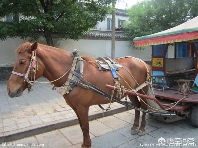 为什么中国的道路叫马路？