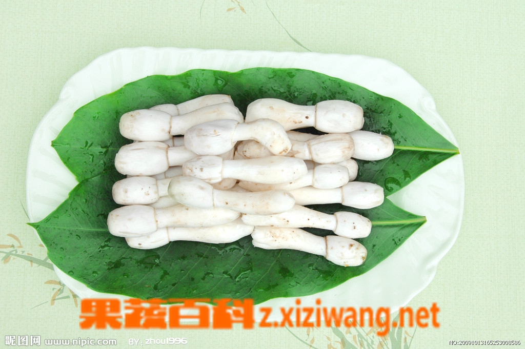 鸡腿菇图片功能