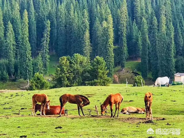 八月北疆自驾,也想走独库公路,想看雪山,能见到吗?