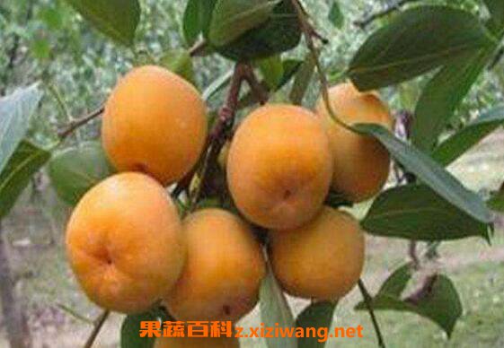 柿子怎么催熟 柿子催熟方法技巧