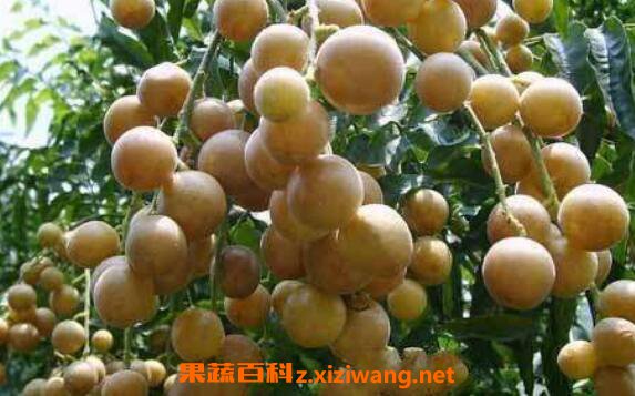 黄皮果泡水的功效作用 喝黄皮果泡水的好处
