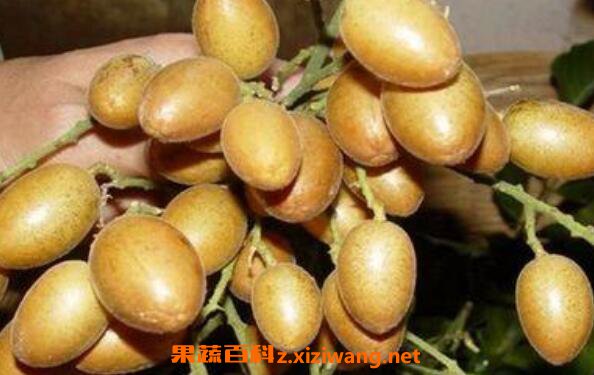 黄皮果泡水的功效作用 喝黄皮果泡水的好处