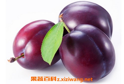 李子的功效与作用 吃李子注意事项
