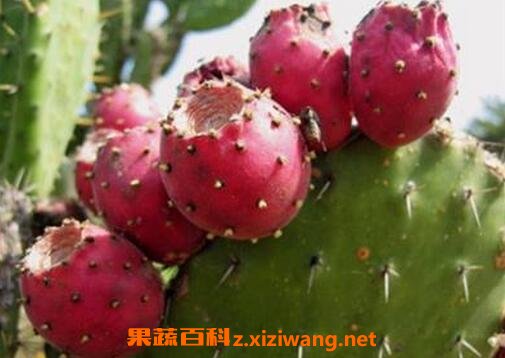 仙人掌果能吃吗 鲜人掌果的功效