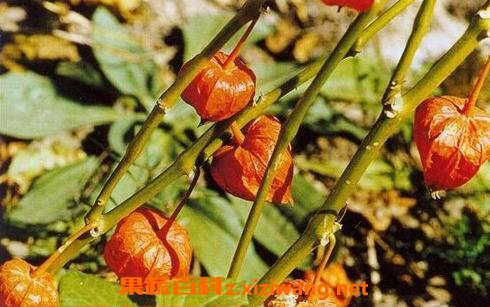 野生山菇茑的功效与作用 野生山菇茑的做法步骤教程