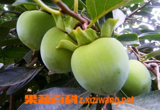 青柿子怎么催熟 青柿子的催熟方法