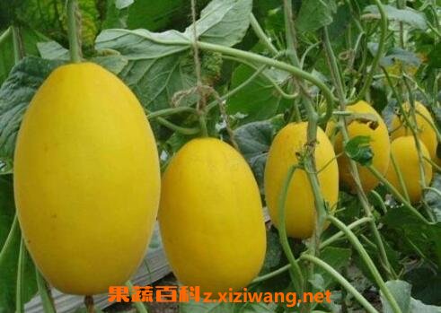 黃梨瓜的功效與營養(yǎng)價(jià)值