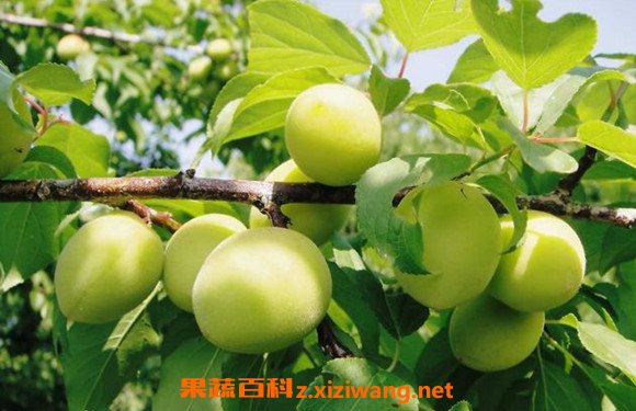 青梅怎么腌制 最简单的腌制青梅方法