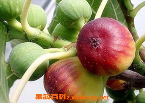 无花果有哪些功效与作用
