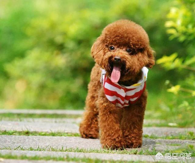 可以带着泰迪犬走川藏线吗？有何依据？