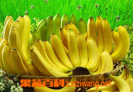经常吃香蕉的好处有哪些