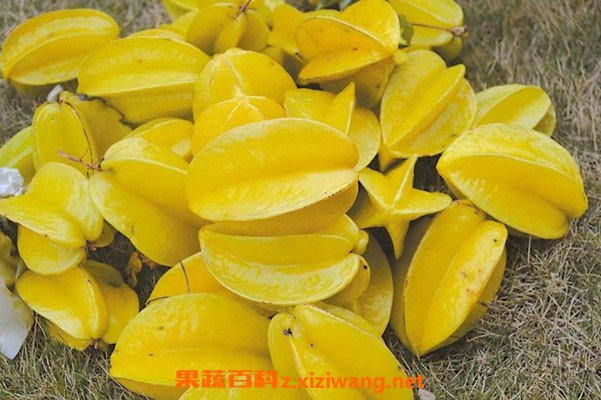 杨桃酒的功效与作用 杨桃酒的制作方法