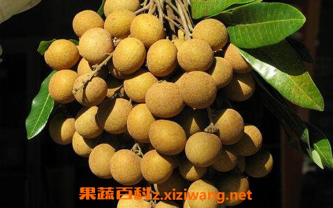 龙眼叶洗澡有什么好处 龙眼叶洗澡的功效与作用