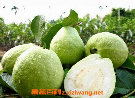 芭乐番石榴怎么吃图解 芭乐番石榴怎么保存