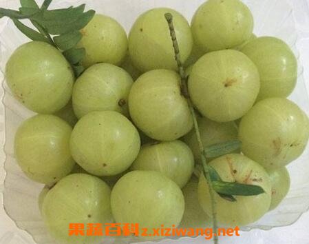 余甘果的副作用 余甘果的营养价值