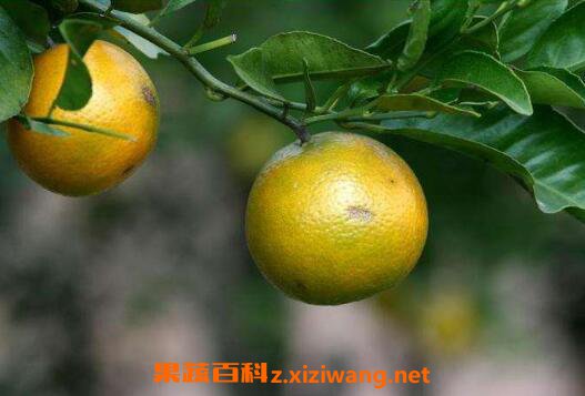 沃柑和皇帝柑的區(qū)別 皇帝柑好還是沃柑好吃