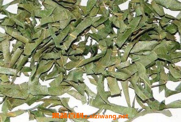 柿子叶泡水喝的功效 柿子叶泡水喝有哪些作用
