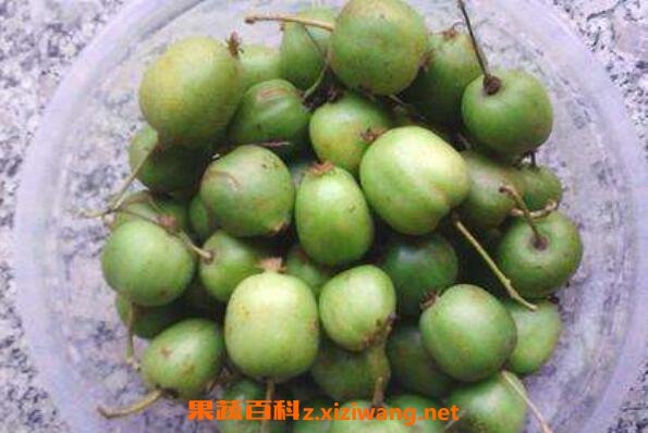 野生圆枣子怎么吃 野生圆枣子的功效