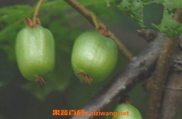 野生圆枣子怎么吃 野生圆枣子的功效