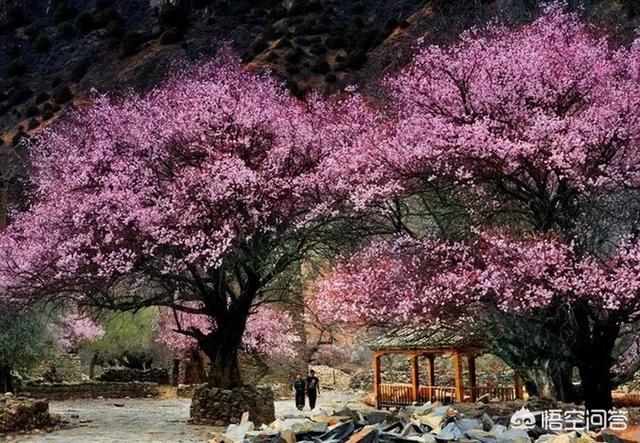 西藏林芝的桃花好看吗,面积大吗?