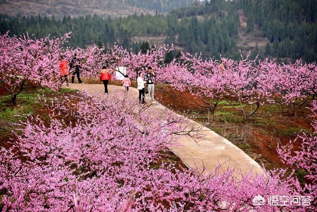 西藏林芝的桃花好看吗,面积大吗?