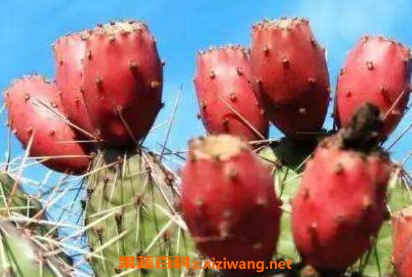 仙人掌果怎么吃 仙人掌果的吃法