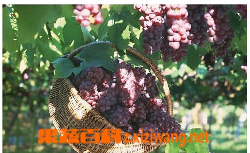 提子的功效和作用