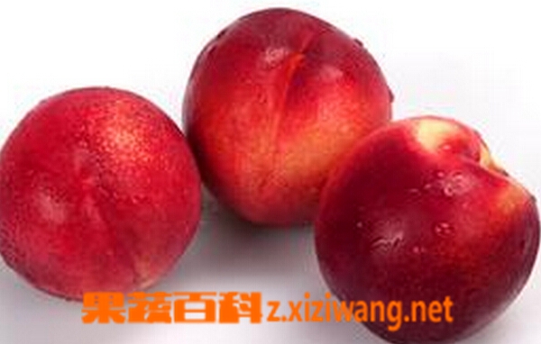 桃驳李的功效与作用
