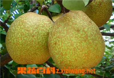 雪花梨的功效与作用