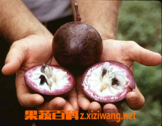 金星果图片 金星果怎么吃 金星果的营养价值