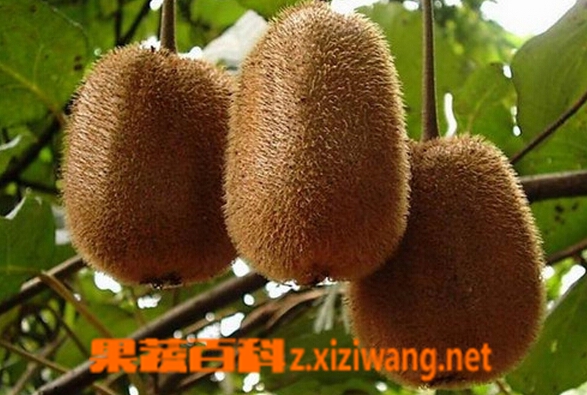 金魁猕猴桃的功效与作用