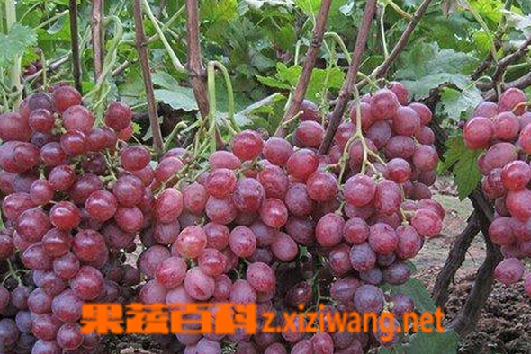 红提葡萄霜霉病防治
