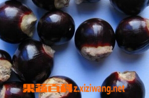 桂圆核的功效与作用