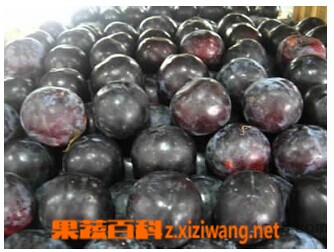 黑布林的营养价值有哪些