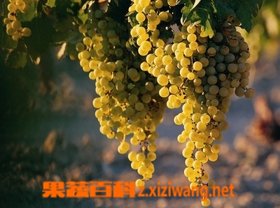 吃葡萄的正确方法