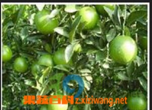 绿橙的功效与作用